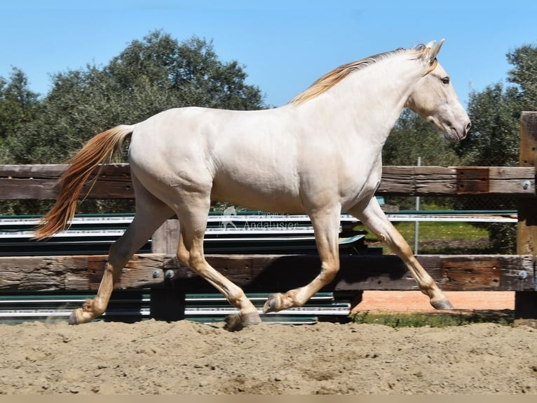 PRE Ogier 3 lat 163 cm Perłowa in Provinz Malaga