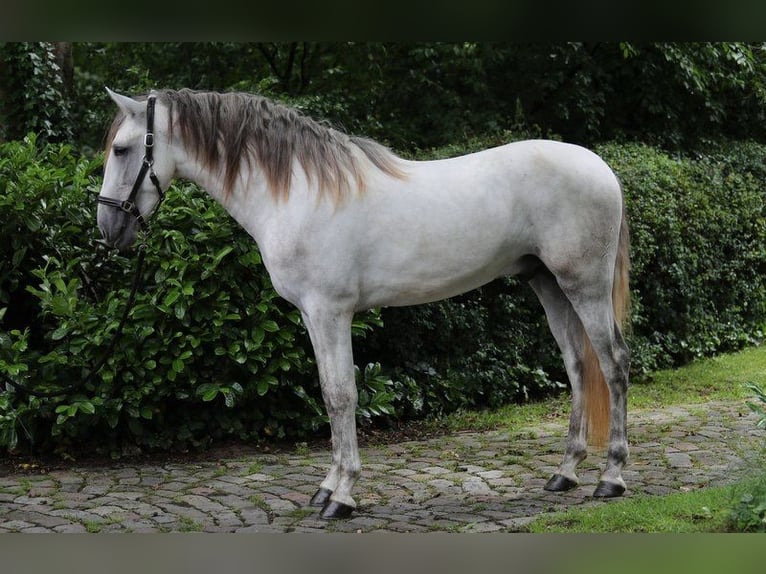 PRE Ogier 3 lat 163 cm Siwa in Emsb&#xFC;ren