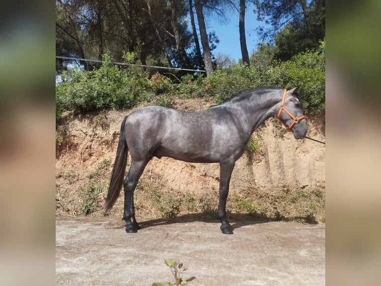 PRE Mix Ogier 3 lat 163 cm Siwa in Terrassa