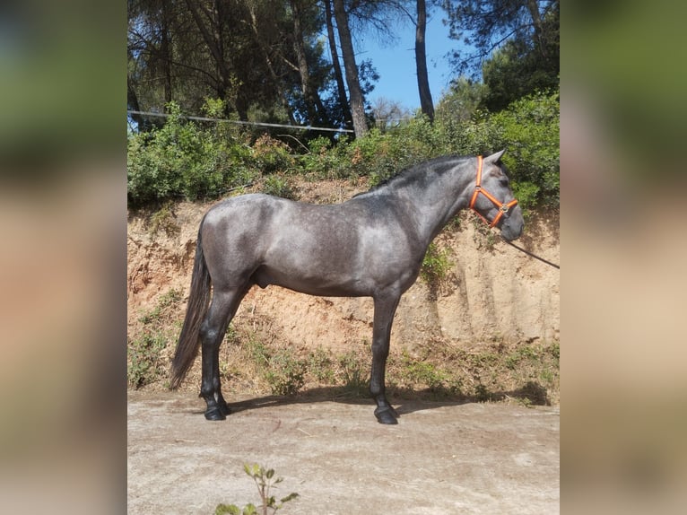 PRE Mix Ogier 3 lat 163 cm Siwa in Terrassa