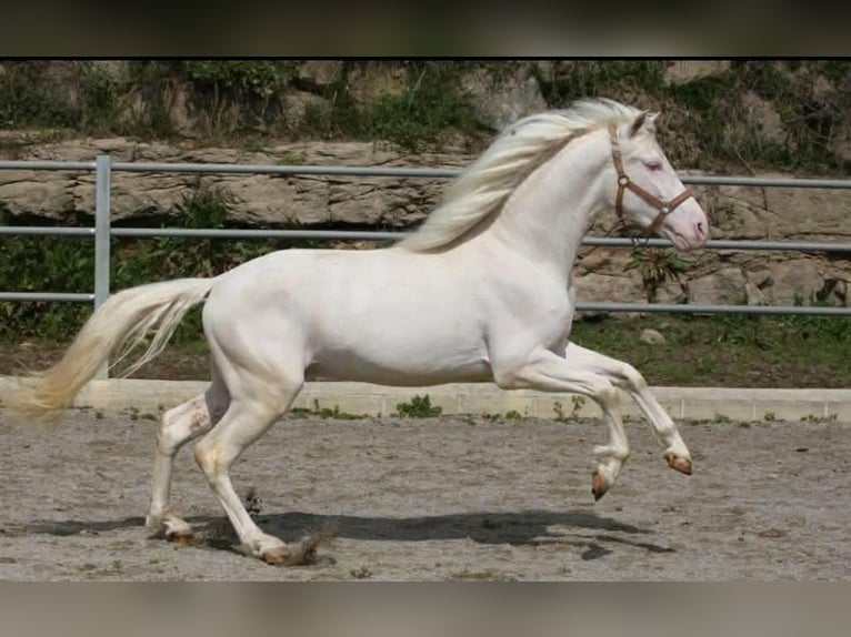 PRE Ogier 3 lat 164 cm Cremello in Colonia Rosal, La (Berga)