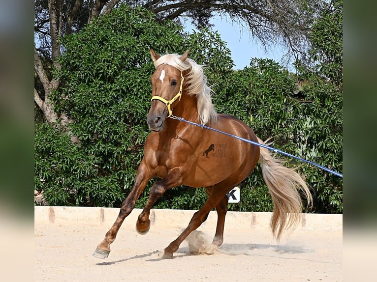 PRE Mix Ogier 3 lat 164 cm Izabelowata in Menorca