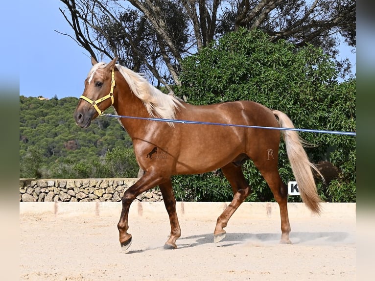PRE Mix Ogier 3 lat 164 cm Izabelowata in Menorca