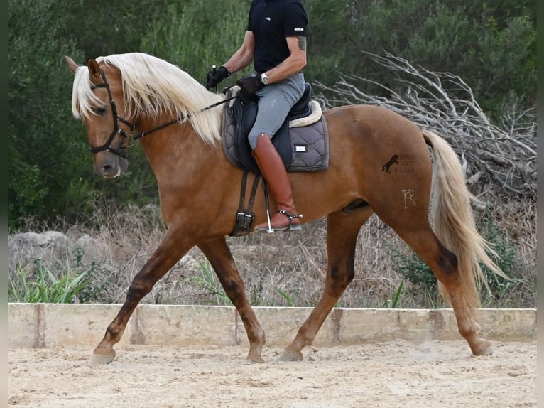 PRE Mix Ogier 3 lat 164 cm Izabelowata in Menorca