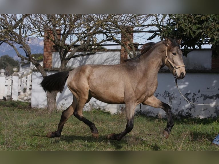 PRE Mix Ogier 3 lat 164 cm Jelenia in Olvan