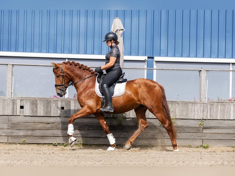 PRE Ogier 3 lat 164 cm Kasztanowata in Sm