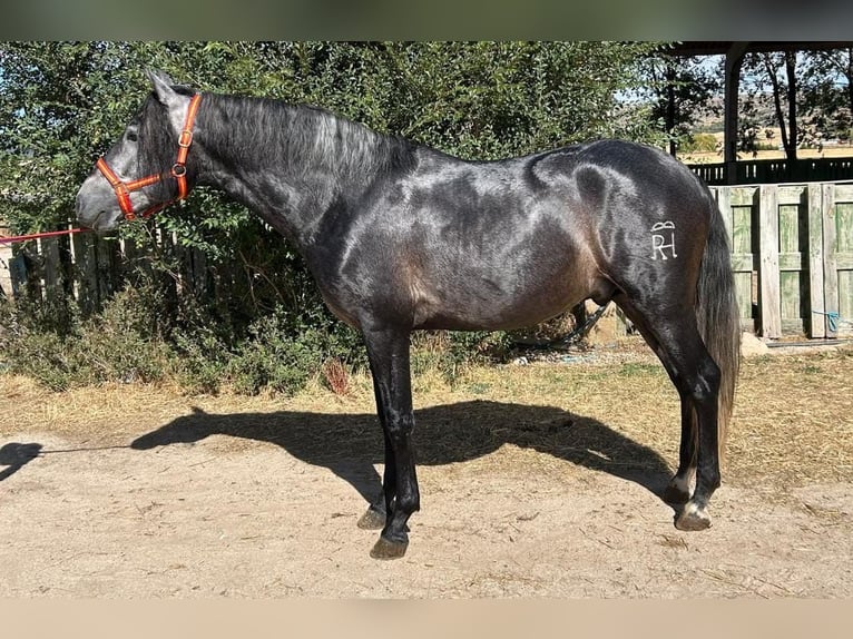 PRE Ogier 3 lat 164 cm Siwa in Ávila