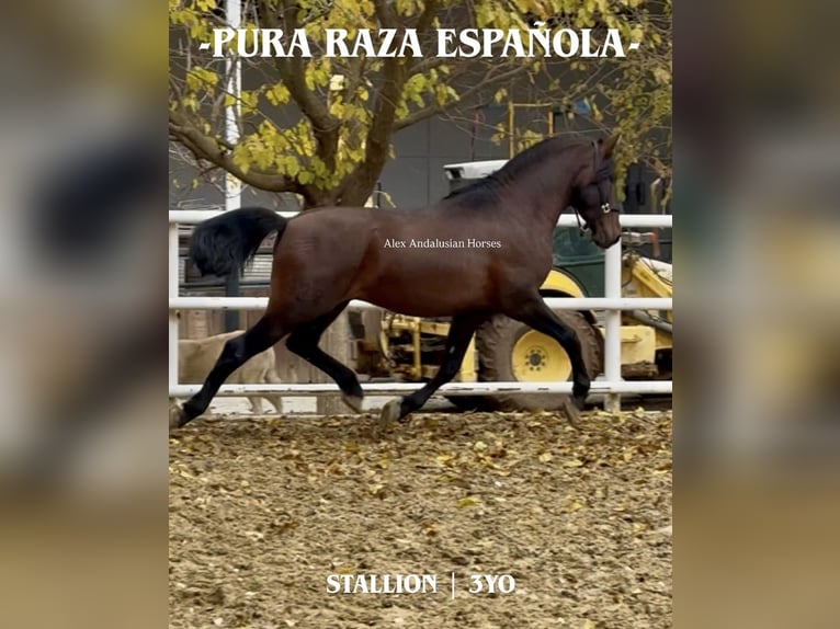 PRE Mix Ogier 3 lat 165 cm Ciemnogniada in Sevilla