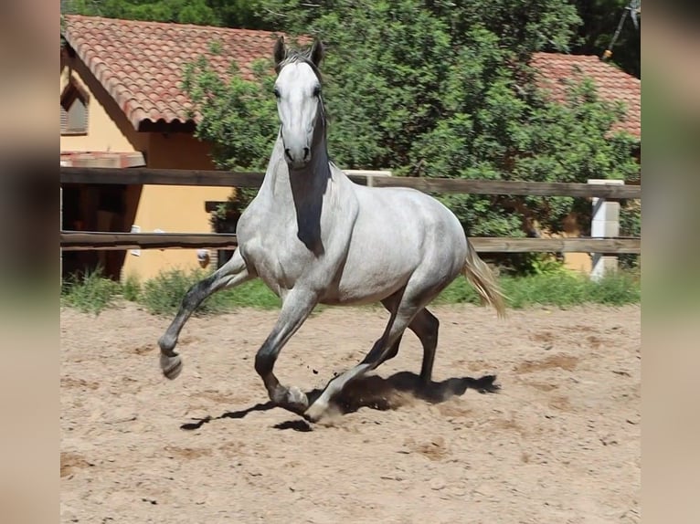 PRE Mix Ogier 3 lat 165 cm Siwa jabłkowita in Sagunt/Sagunto