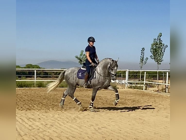 PRE Mix Ogier 3 lat 165 cm Siwa in Warendorf PRE Mix Ogier 3 lat 165 cm Siwa in Warendorf