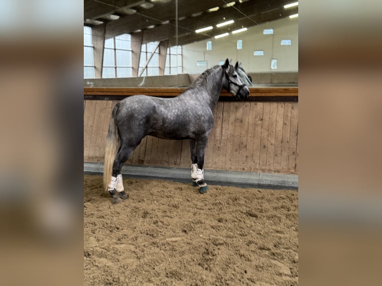 PRE Mix Ogier 3 lat 165 cm Siwa in Warendorf PRE Mix Ogier 3 lat 165 cm Siwa in Warendorf