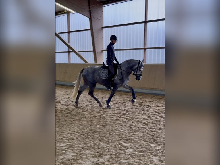 PRE Mix Ogier 3 lat 165 cm Siwa in Warendorf PRE Mix Ogier 3 lat 165 cm Siwa in Warendorf