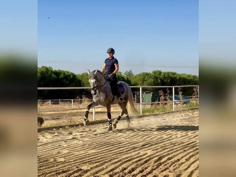 PRE Mix Ogier 3 lat 165 cm Siwa in Warendorf PRE Mix Ogier 3 lat 165 cm Siwa in Warendorf