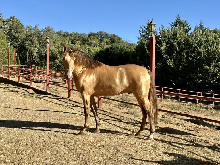 PRE Ogier 3 lat 165 cm Szampańska in Galaroza (Huelva)