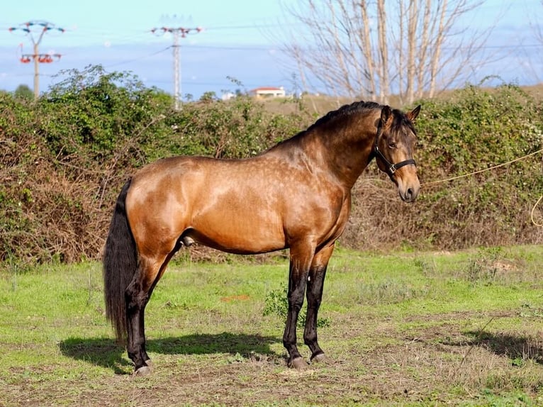 PRE Mix Ogier 3 lat 166 cm Bułana in Navas Del Madroño