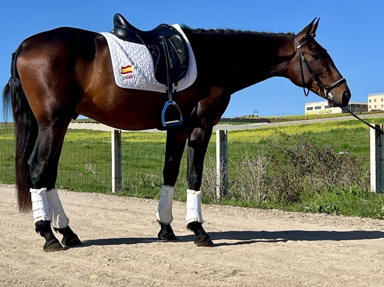 PRE Mix Ogier 3 lat 166 cm Gniada in Tizneros