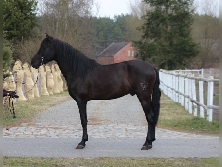 PRE Ogier 3 lat 166 cm Kara in Santok