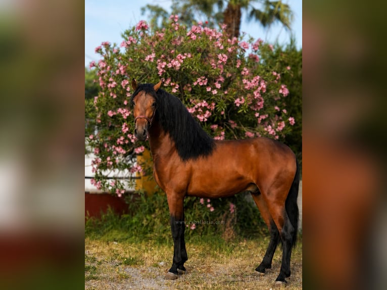 PRE Mix Ogier 3 lat 167 cm Gniada in Valencia