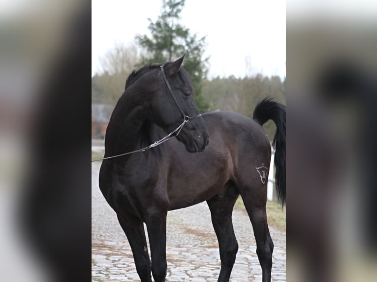 PRE Ogier 3 lat 167 cm Kara in Santok