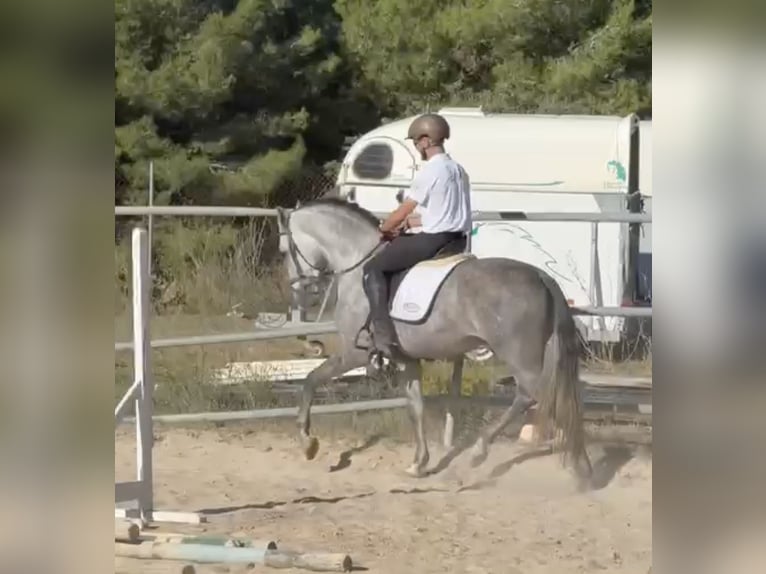 PRE Mix Ogier 3 lat 167 cm Siwa jabłkowita in Tarragona