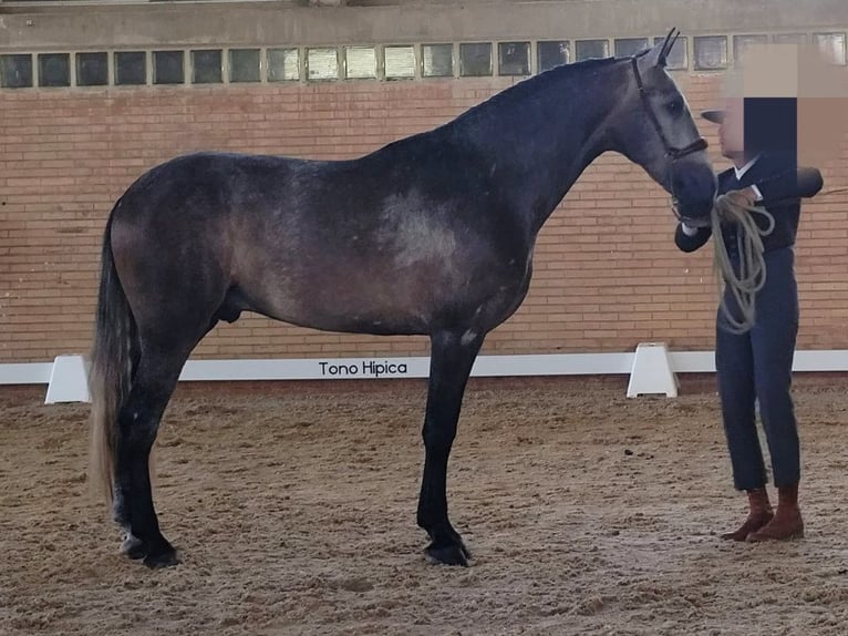 PRE Mix Ogier 3 lat 167 cm Siwa in Navas Del Madro&#xF1;o