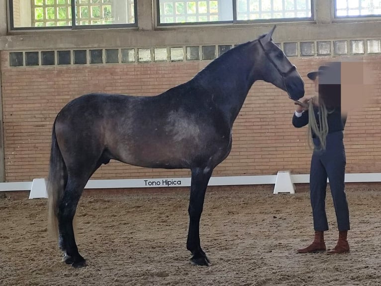 PRE Mix Ogier 3 lat 167 cm Siwa in Navas Del Madro&#xF1;o