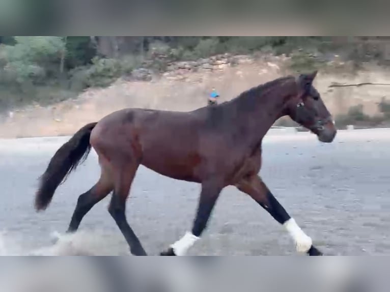 PRE Ogier 3 lat 168 cm Gniada in Las Piñas