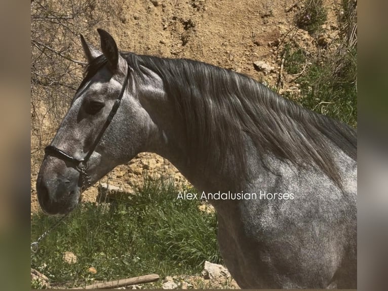 PRE Ogier 3 lat 168 cm Siwa in Sevilla