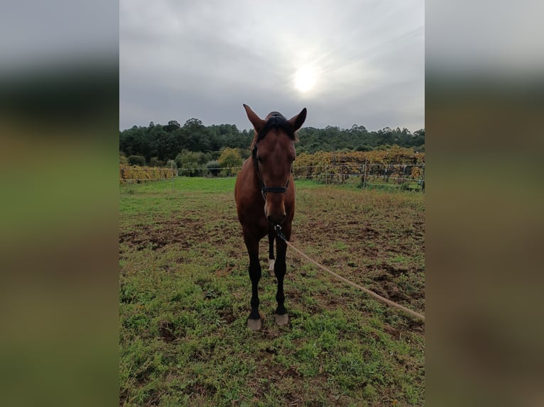 PRE Ogier 3 lat 169 cm Gniada in Cacheirasteo
