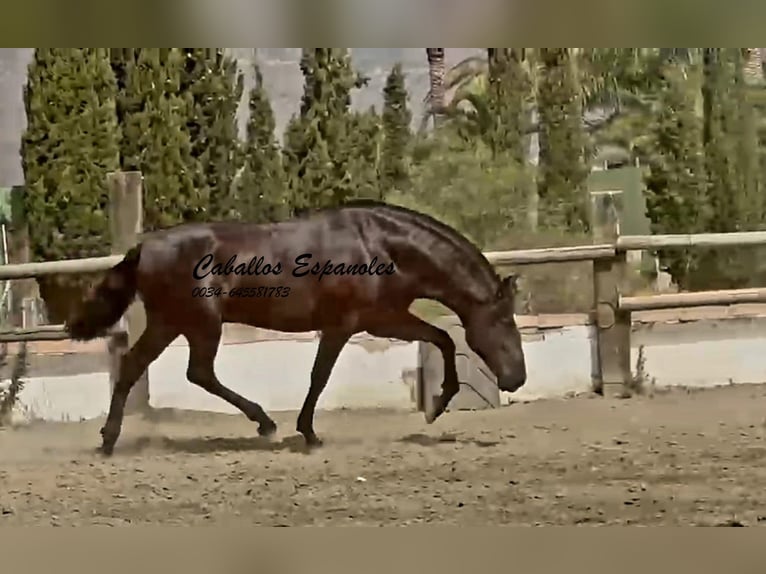 PRE Mix Ogier 3 lat 169 cm Kara in Vejer de la Frontera