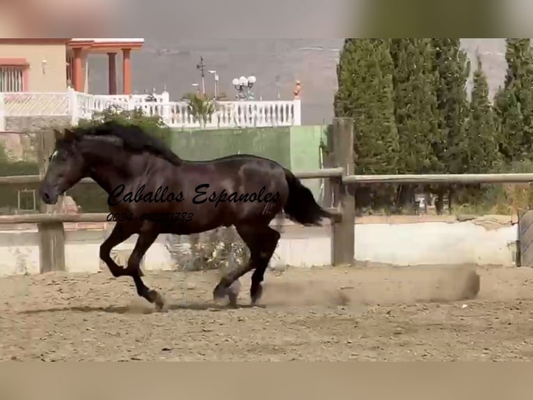 PRE Mix Ogier 3 lat 169 cm Kara in Vejer de la Frontera