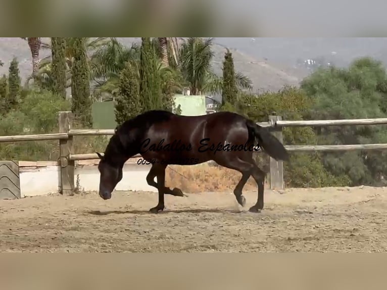 PRE Mix Ogier 3 lat 169 cm Kara in Vejer de la Frontera