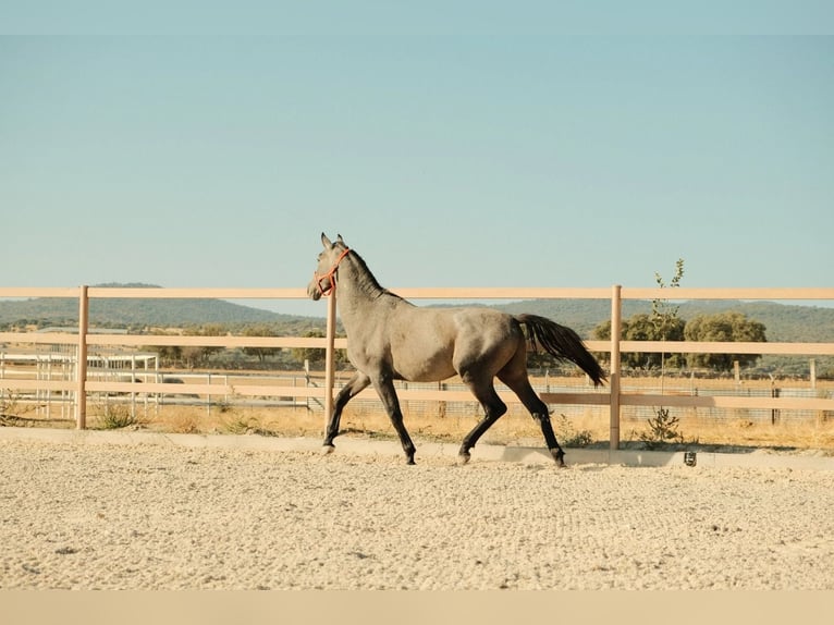 PRE Mix Ogier 3 lat 170 cm Siwa in colmenar viejo