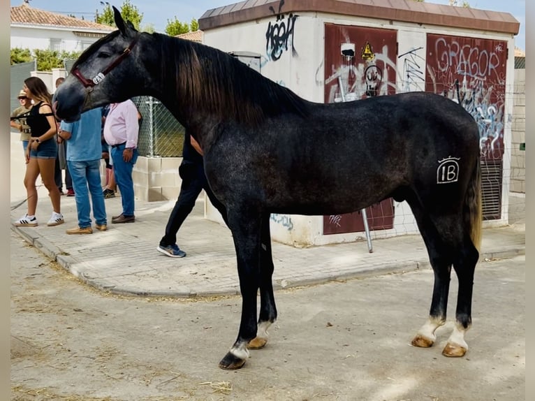 PRE Mix Ogier 3 lat 172 cm Siwa jabłkowita in Talavera De La Reina