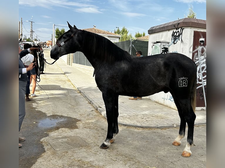 PRE Mix Ogier 3 lat 172 cm Siwa jabłkowita in Talavera De La Reina