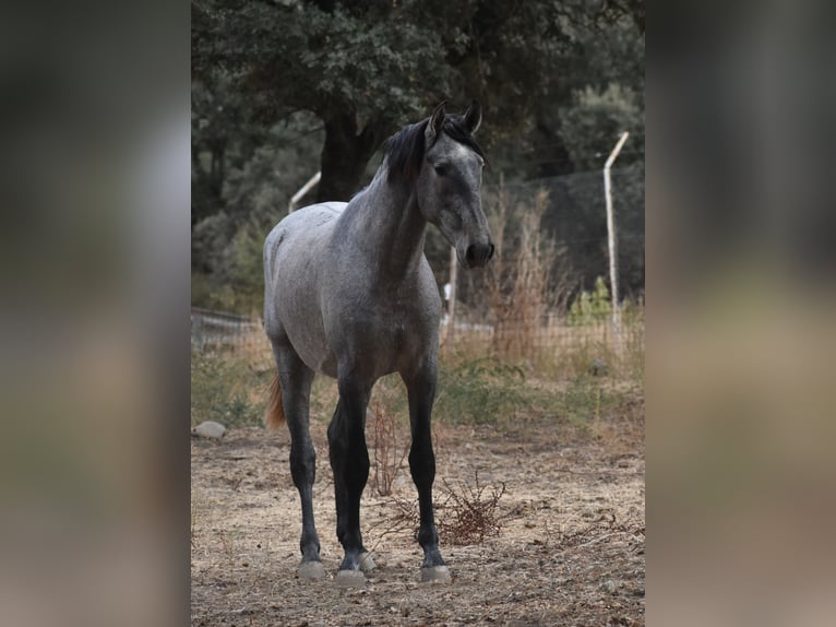 PRE Ogier 3 lat 174 cm Siwa in El Real De La Jara