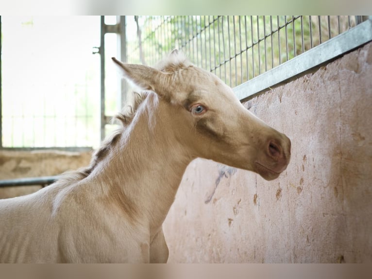 PRE Ogier 3 lat 175 cm Perlino in Alcoy