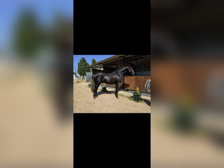 PRE Ogier 3 lat 175 cm Siwa in Avil