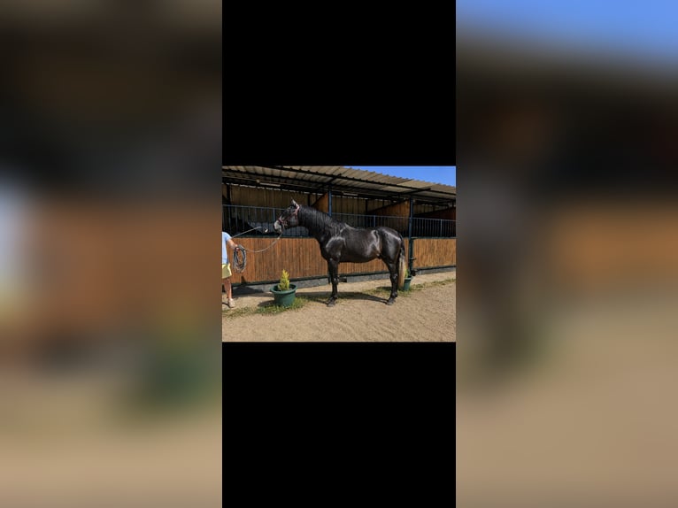 PRE Ogier 3 lat 175 cm Siwa in Avil