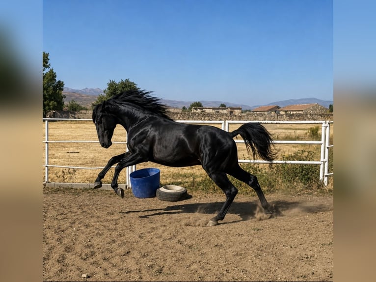 PRE Ogier 3 lat 175 cm Siwa in Avil