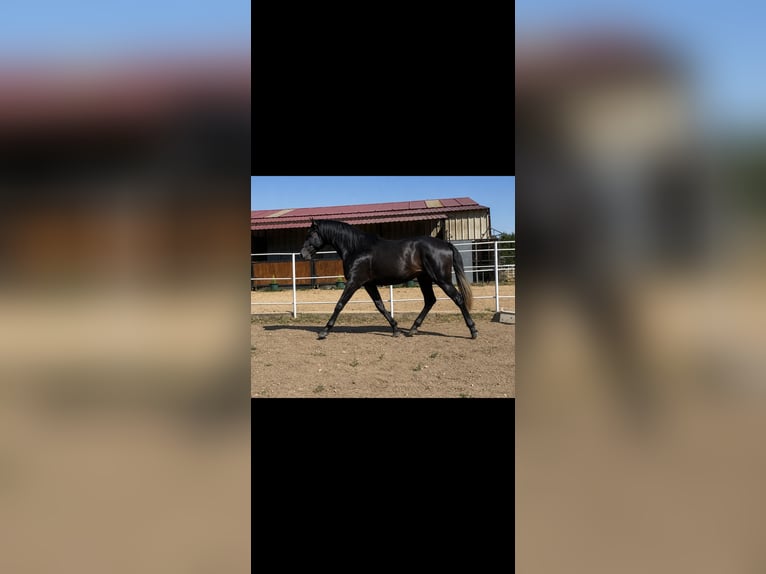PRE Ogier 3 lat 175 cm Siwa in Avil