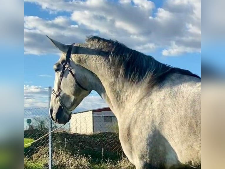 PRE Mix Ogier 3 lat 175 cm Siwa in Navalvillar De Pela