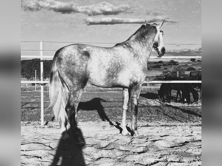 PRE Mix Ogier 3 lat 175 cm Siwa in Navalvillar De Pela