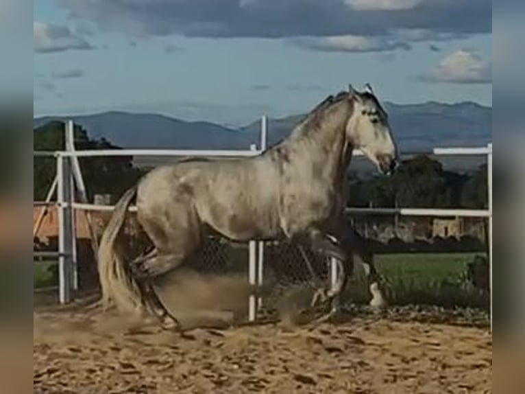 PRE Mix Ogier 3 lat 175 cm Siwa in Navalvillar De Pela
