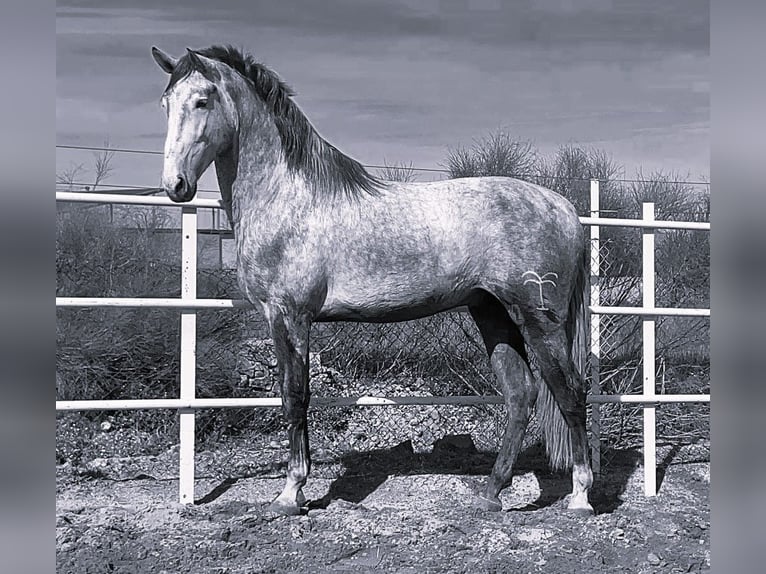 PRE Mix Ogier 3 lat 175 cm Siwa in Navalvillar De Pela