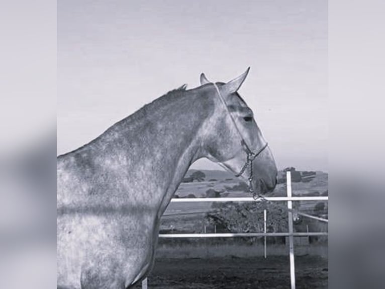 PRE Mix Ogier 3 lat 175 cm Siwa in Navalvillar De Pela