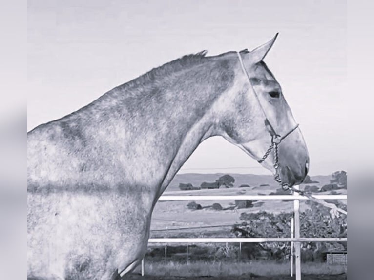 PRE Mix Ogier 3 lat 175 cm Siwa in Navalvillar De Pela