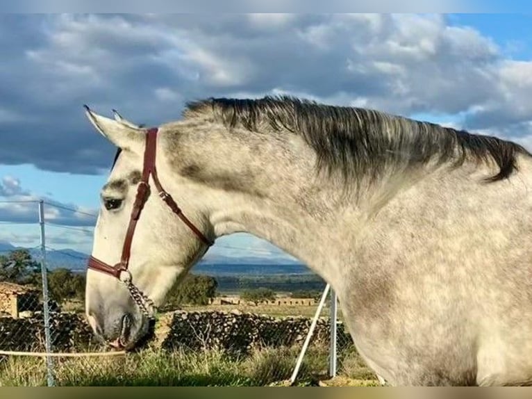 PRE Mix Ogier 3 lat 175 cm Siwa in Navalvillar De Pela