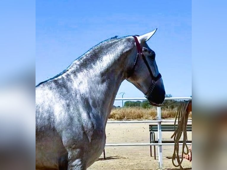 PRE Mix Ogier 3 lat 175 cm Siwa in Navalvillar De Pela