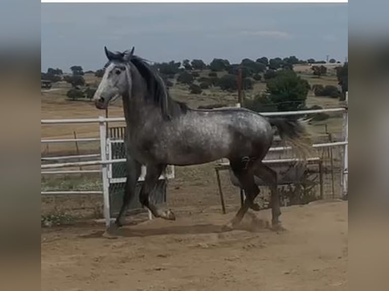 PRE Mix Ogier 3 lat 175 cm Siwa in Navalvillar De Pela